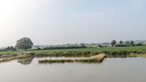 Scenic view of agriculture field in agrarian india. a traditional rice farm horizon during monsoon. 