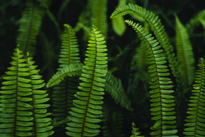 Close-up of fern leaves