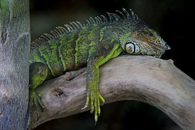 Close-up of lizard on branch