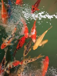 High angle view of koi carps swimming in lake