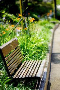 Close-up of plants in empty park