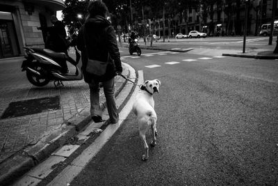 Dog standing on road