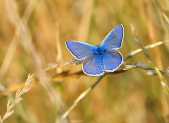 Close-up of butterfly on flower