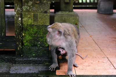 Monkey sitting on wood