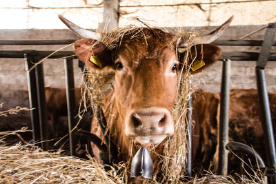 Portrait of cow