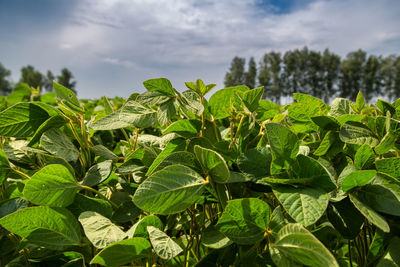 Close-up of a soybean plant field under a blue sky on a summer day