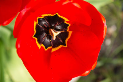 Close-up of red poppy flower