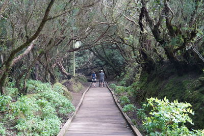 Rear view of people walking on footbridge in forest