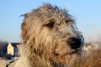 Close-up portrait of dog against clear sky