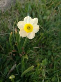 Yellow flowers blooming outdoors