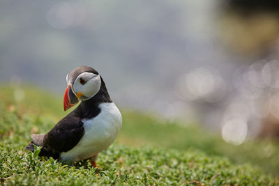 Close-up of bird