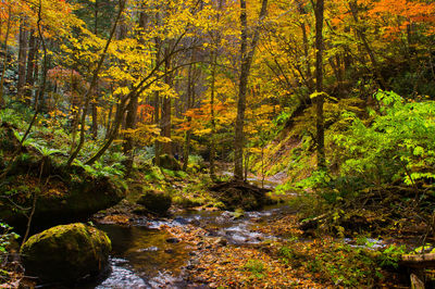 Stream amidst trees in forest during autumn