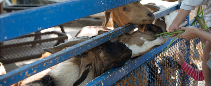 Cropped image of people feeding beans to goat at farm