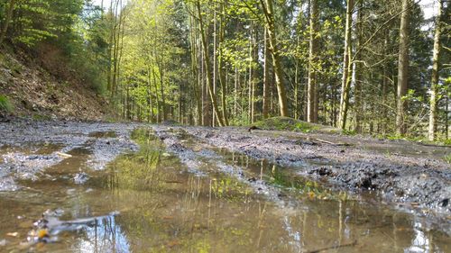 River flowing through forest