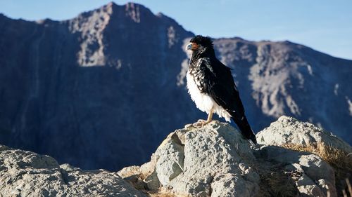 Bird perching on rock