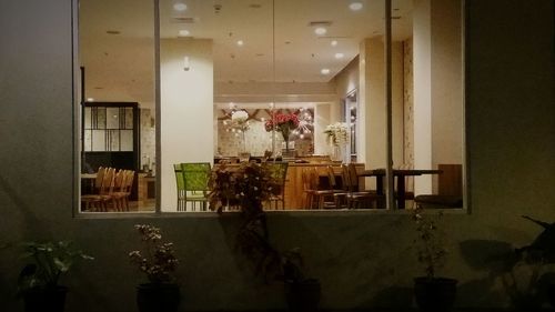 Potted plants on table at home