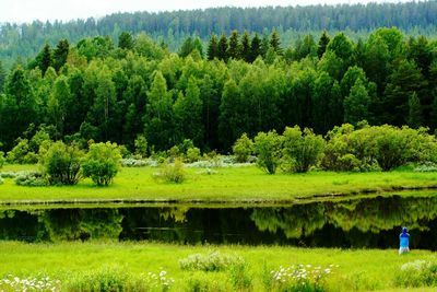 Scenic view of grassy field