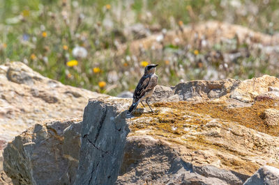 Bird perching on rock