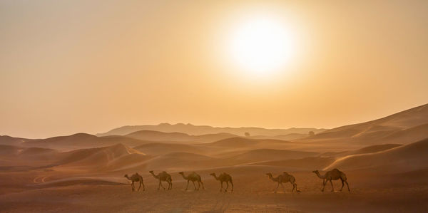 Horses in a desert