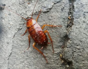 Close-up of insect on rock