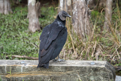 Bird perching on a wood