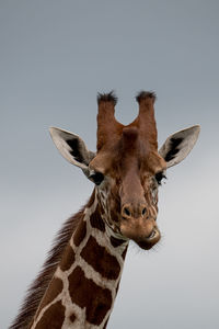 Close-up of giraffe against clear sky