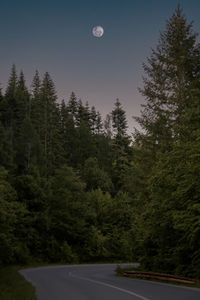 Road amidst trees in forest against sky