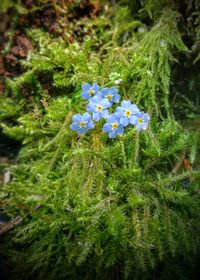 High angle view of flowering plant on field