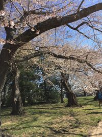 View of cherry blossom trees on field