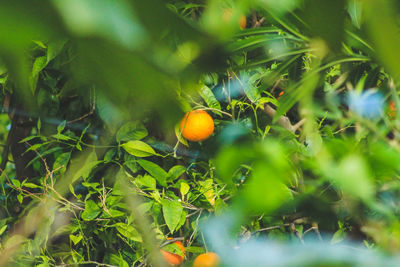 Orange fruits on tree