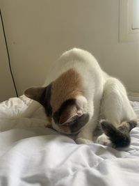 Close-up of cat relaxing on bed at home