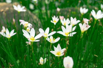 Close-up of white crocus flowers on field