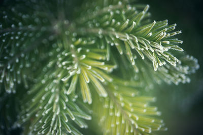 Close-up of raindrops on pine tree