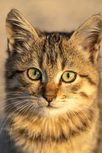 Close-up portrait of a cat