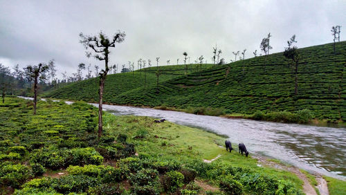 Scenic view of landscape against sky