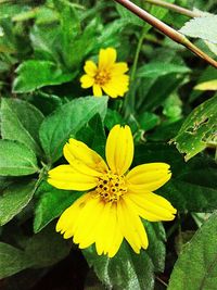 Close-up of yellow flower