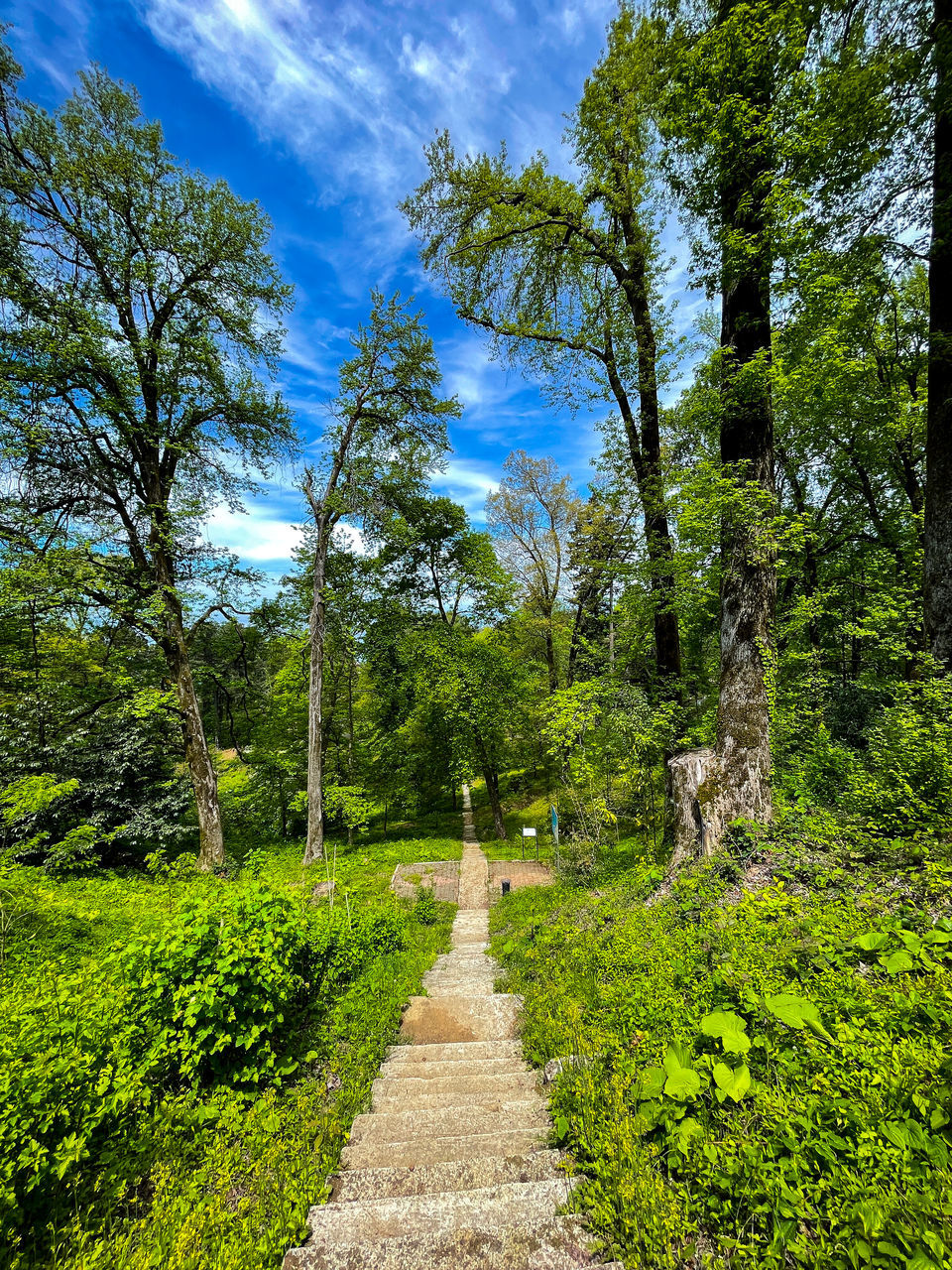 FOOTPATH AMIDST TREES AND PLANTS IN FOREST