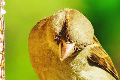 Close-up of bird