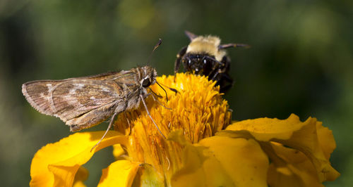 Close-up of butterfly perching on yellow flower