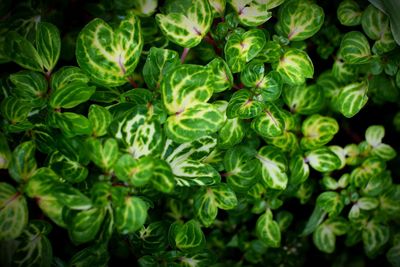Full frame shot of green plants