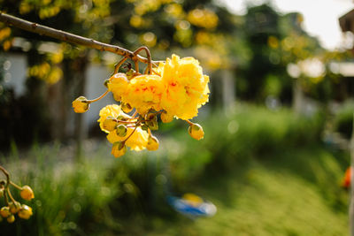 Close-up of yellow flowering plant