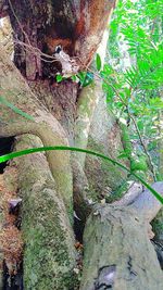 Close-up of tree trunk