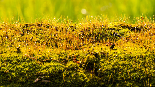 Plants growing on field