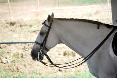 Close-up of horse on field