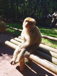 Monkey sitting on bench