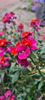 Close-up of pink flowering plant