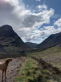 View of dog on mountain against cloudy sky