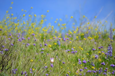 Purple flowering plants on field against sky