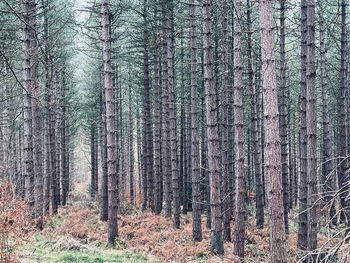 Trees in forest