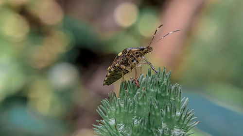 Close-up of butterfly pollinating flower